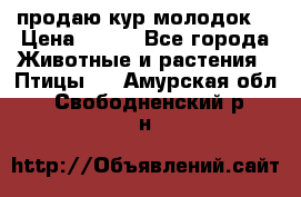 продаю кур молодок. › Цена ­ 320 - Все города Животные и растения » Птицы   . Амурская обл.,Свободненский р-н